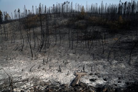 Trees are seen after a forest fire near the village of Cardigos