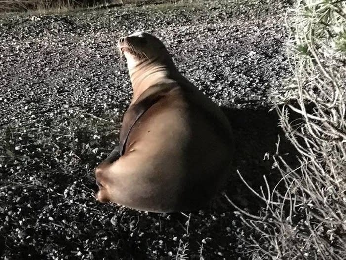 Stranded sea lion rescued.