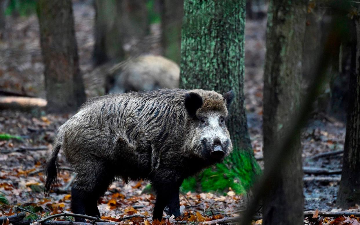 Wild boar are increasingly encroaching on Rome  - AFP