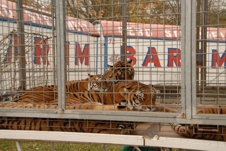 Großkatzen wie Löwen und Tiger sind im geplanten Verbot noch nicht enthalten (Bild: Peter Bischoff/Getty Images)