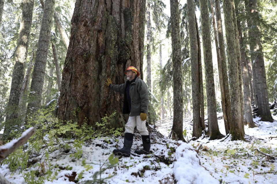 Peter Beedlow, scientist at the Environmental Protection Agency, stands among a group of old-growth Noble fir trees in the Willamette National Forest, Ore., Friday, Oct. 27, 2023. Scientists are investigating what they say is a new, woefully underestimated threat to the world’s plants: climate change-driven extreme heat. (AP Photo/Amanda Loman)
