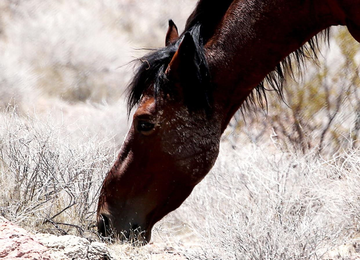A wild mustang forages for grass around Lake Mead.