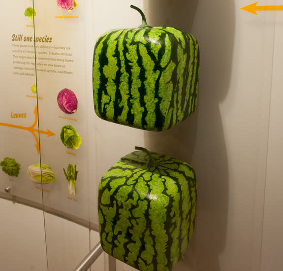 In Japan, farmers grow watermelons in near-perfect cubes by raising them in glass boxes that control their final shape. But the seeds of these melons still produce round melons, not cubes.