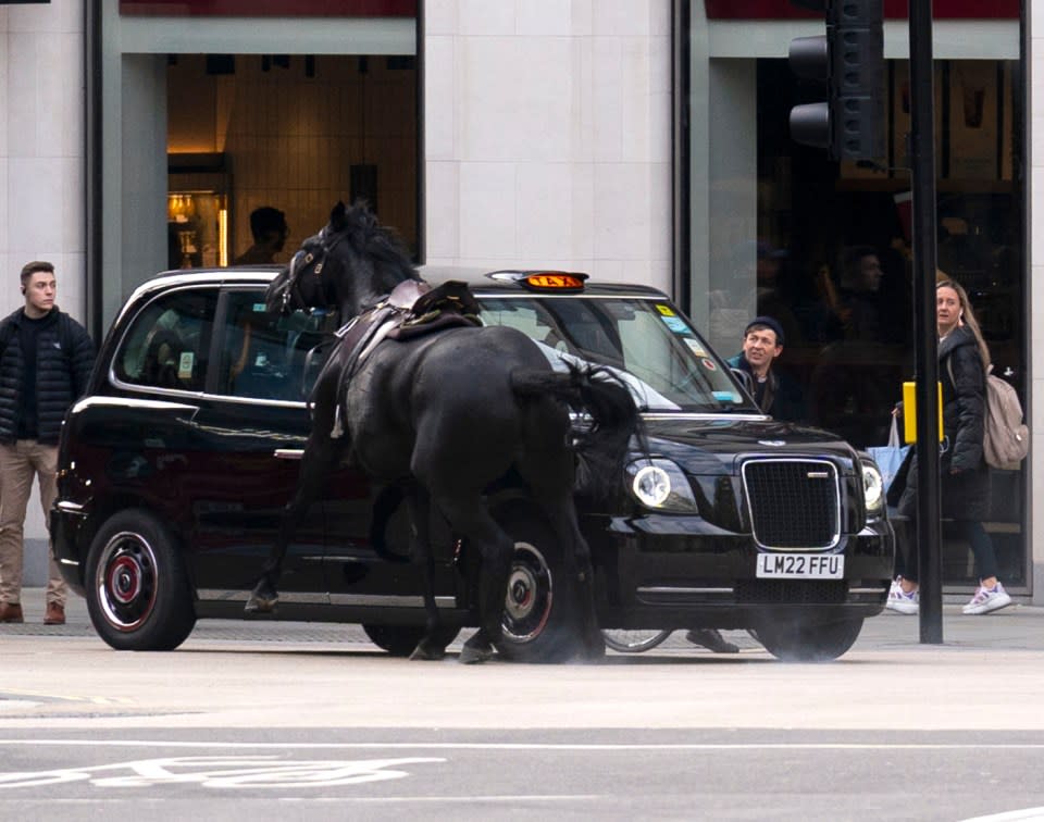 A black horse collides with a London Taxi after bolting down the A4 near Aldwych, central London. Picture date: Wednesday April 24, 2024. PA Photo. See PA story POLICE Horses. Photo credit should read: Jordan Pettitt/PA Wire