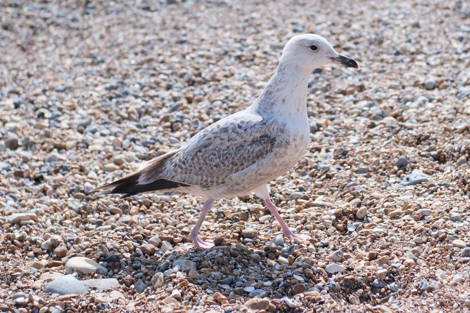 A seagull photographed with the TTArtisan 25mm F/2 lens for Fujifilm X mirrorless cameras