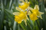 <p>Daffodils are one of the first flowers to bloom in spring, which connects to <a href="https://www.almanac.com/content/march-birth-flower" rel="nofollow noopener" target="_blank" data-ylk="slk:their representation of rebirth and new beginnings;elm:context_link;itc:0;sec:content-canvas" class="link ">their representation of rebirth and new beginnings</a>. They also have various region-specific connotations. For example, in Wales and China they are believed to bring wealth.</p><p>Jonquils are a specific variation of daffodils, all of which are <a href="https://garden.lovetoknow.com/theme-gardens/march-birth-flowers-behind-cheerful-daffodil-jonquil" rel="nofollow noopener" target="_blank" data-ylk="slk:technically classified as Narcissus;elm:context_link;itc:0;sec:content-canvas" class="link ">technically classified as Narcissus</a>. This classification originates from the character in Greek mythology who fell in love with his own reflection until he died. The flower that grew from his final resting place bore his name, now more commonly known as a daffodil.</p>