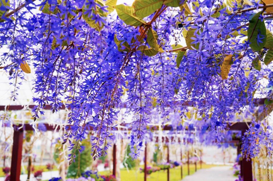 ▲成美文化園的許願紫藤花綻放，三四月是最佳觀賞期。（成美文化園提供）