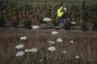 Wild flowers grow in the foreground as a man sprays roadside plants with insecticide in front of a drought stricken corn field in DeWitt, Iowa July 12, 2012.