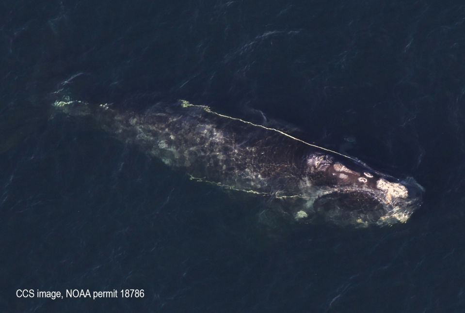 Entanglement specialists from the Center for Coastal Studies in Provincetown are hoping for improved weather conditions south of Nantucket so that they can search for and help an ailing North Atlantic right whale female known as Snow Cone.