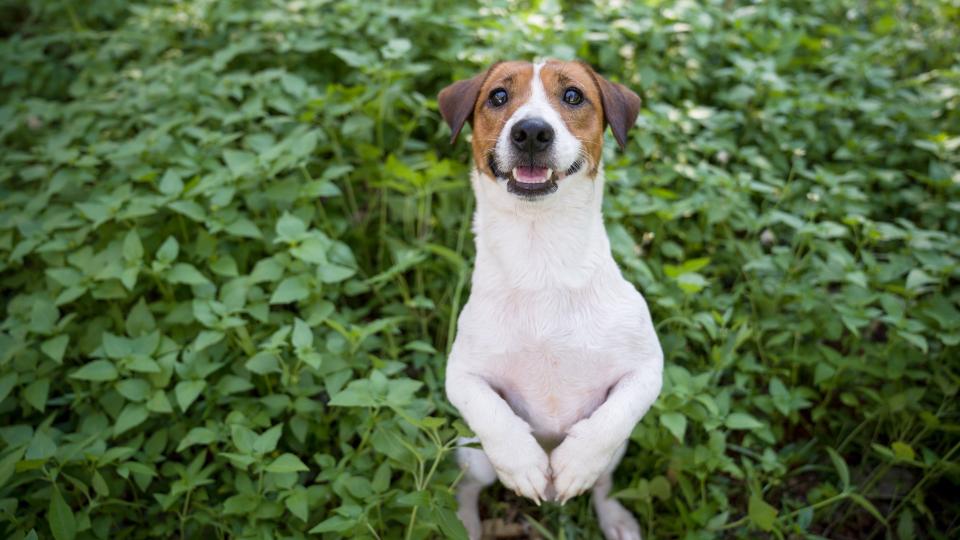  Jack Russell Terrier standing on hind legs in the garden 