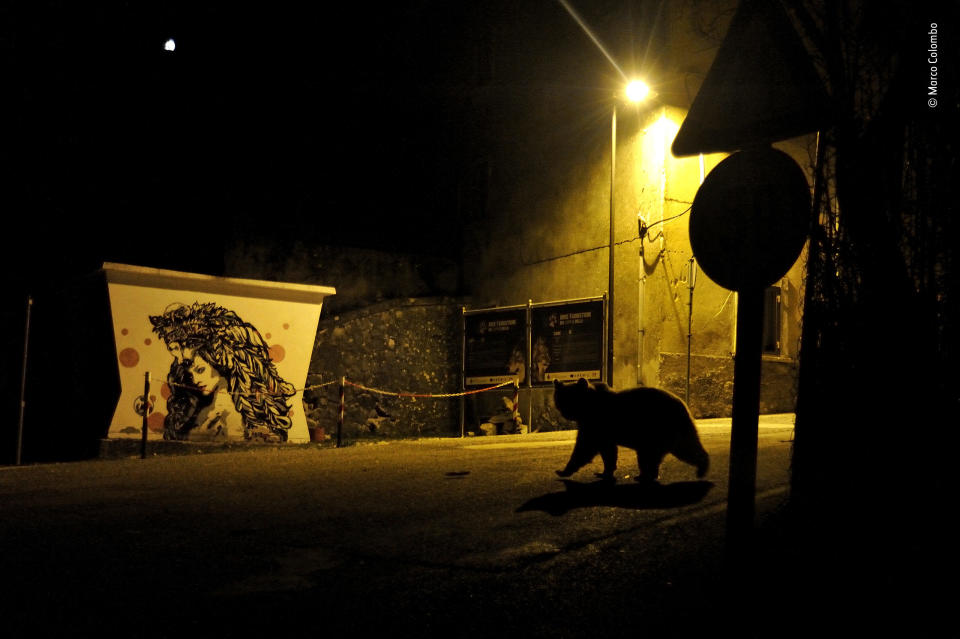 Tierfotograf des Jahres 2018: Gewinner, Urbanes Tierleben