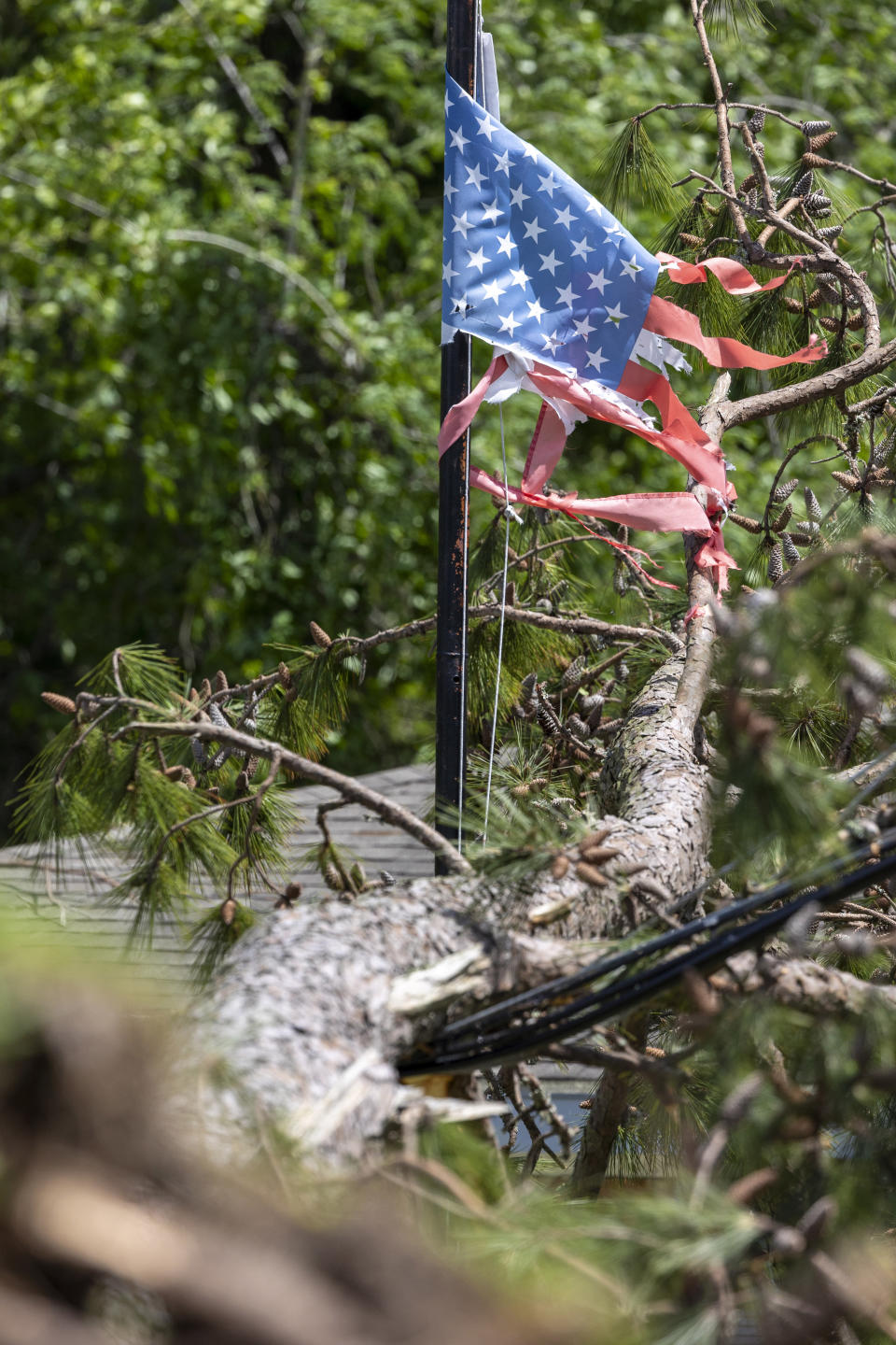 A fallen pine tree and an American flag lie damaged on Thursday, April 11, 2024, the day after a tornado hit parts of Slidell, La. (Chris Granger/The Times-Picayune/The New Orleans Advocate via AP)