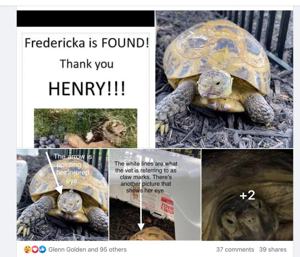 Jan Langton created a poster to thanks Henry Miles, 7, of Lenexa, who found and returned her missing tortoise. She posted the “found” signs in her Falcon Ridge neighborhood. Fredericka, a Russian tortoise named after Fred Flintstone, escaped her backyard and was missing for nine months and 15 days.