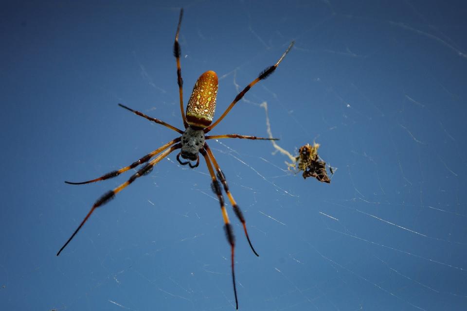 Golden silk orb-weavers cling to their webs in August constructed in treetops at Dreher Park in West Palm Beach, Fla.