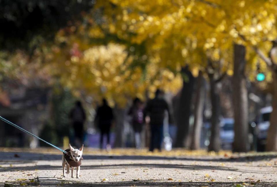 A dog walks with its owner under the fall colors at McKinley Park on Friday, Nov 27, 2020 in Sacramento. Dogs must be on a leash in public areas, according to Sacramento law.