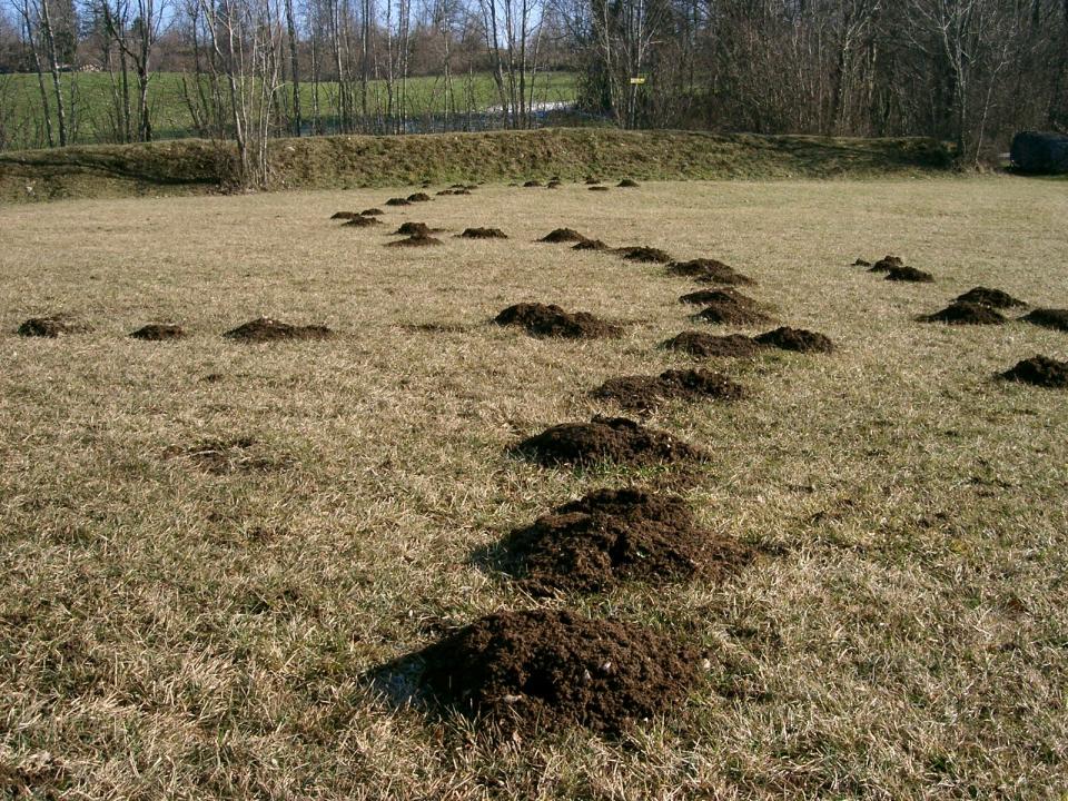 As the weather warms, be prepared to deal with a mole invasion.