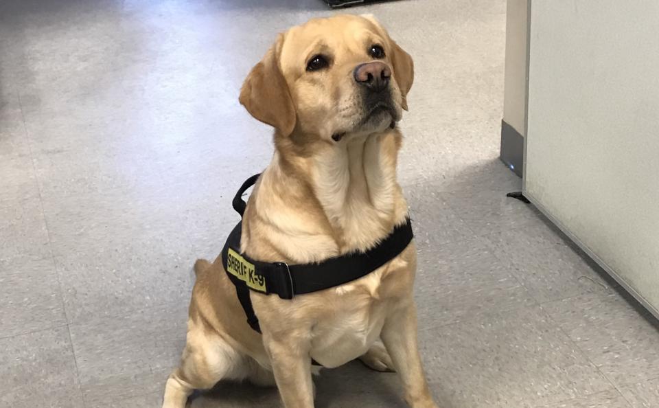 Doc, a 4-year-old English lab, is playful and sweet and maybe a little lazy (Jeff Passan)