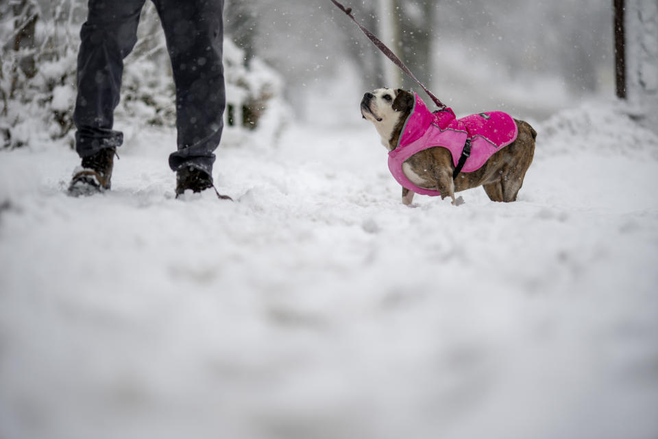 Charlie Suraski walks his dog, Pickles, wearing a new pink coat, through the snow Tuesday, Feb. 13, 2024, in Providence, R.I. Parts of the Northeast were hit Tuesday by a snowstorm that canceled flights and schools and prompted warnings for people to stay off the roads, while some areas that anticipated heavy snow were getting less than that as the weather pattern changed. (AP Photo/David Goldman)
