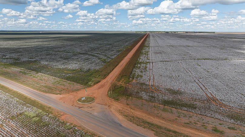 An SLC farm in Bahia, Brazil; a monoculture of cotton.