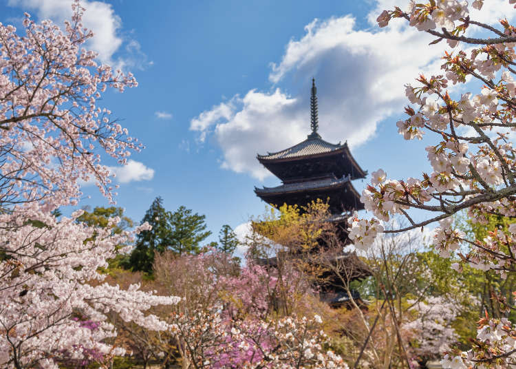 10 Best Kyoto Cherry Blossom Spots: When To See Them & Sakura Festival Dates