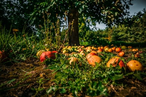 Cider farmers have to wait for the apples to fall from the tree - Credit: istock