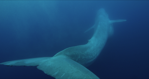 A blue whale, the largest vertebrate animal ever in the history of life, engulfs krill off the coast of California.