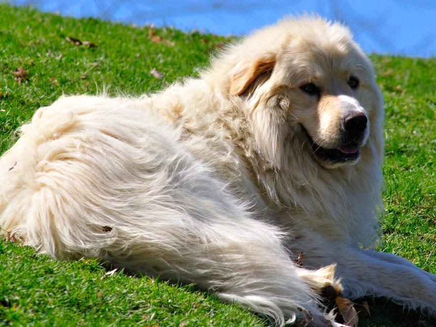 Pyrenean Shepherd