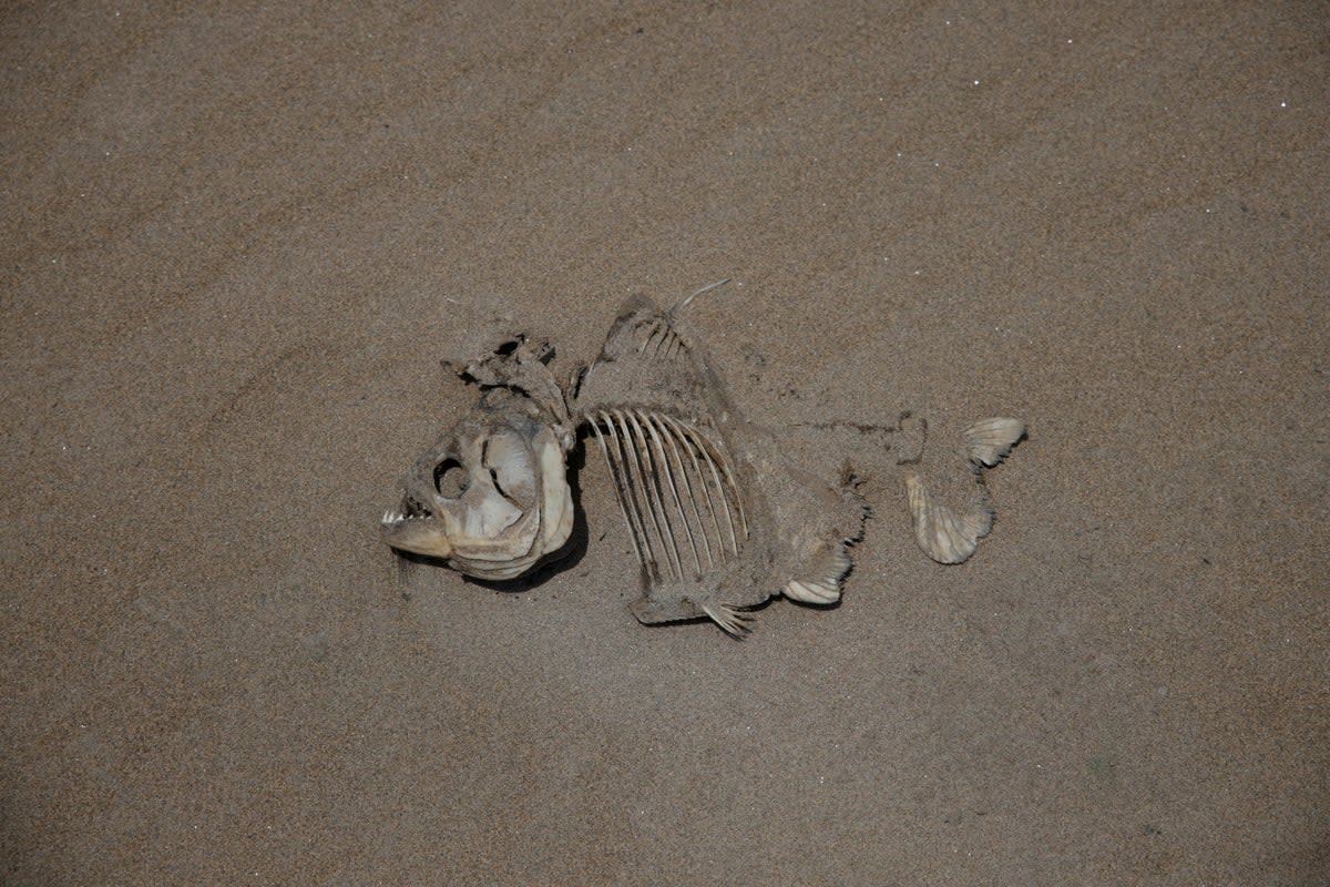 The remains of a fish are seen in a dry part of the Solimoes River this weekend. On Sunday,  Brazil’s Supreme Court authorized lifting spending restrictions on the environmental disasters in the Amazon and Pantanal regions, according to Reuters (REUTERS/Bruno Kelly)