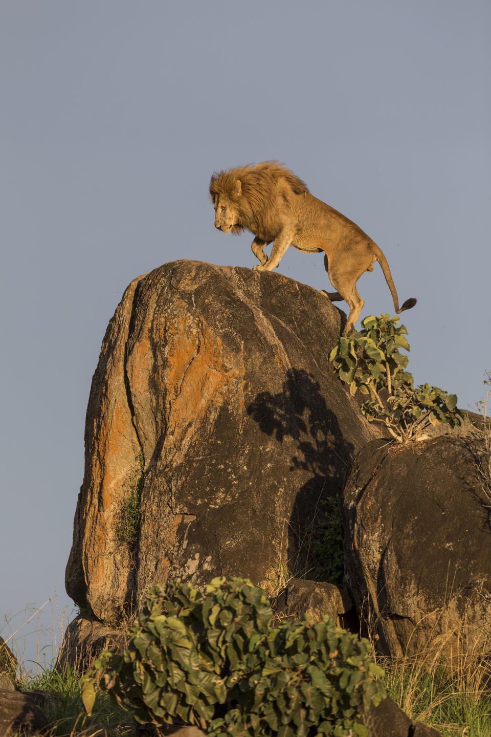 Un león sube a lo alto de una cima rocosa en el Parque Nacional de Kidepo en Uganda (Foto: Will Burrard-Lucas / Caters News).