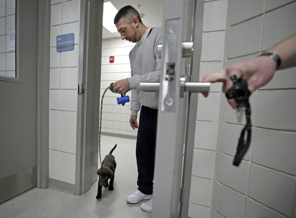 In this Jan. 8, 2019, photo, inmate Justin Martin walks a chocolate lab puppy back into his cell area at Merrimack County Jail in Boscawen, N.H. The New Hampshire jail is the first in the state to partner prisoners with the "Hero Pups" program to foster and train puppies with the goal of placing them with military veterans and first responders in need of support dogs. (AP Photo/Elise Amendola)