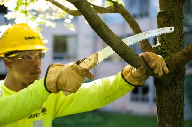 A Davey employee prunes a tree using a saw.