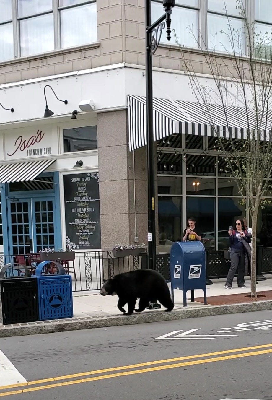 Erin Kellem, manager at Woolworth Walk, saw a female black bear walking through downtown on the afternoon of April 21, 2022.