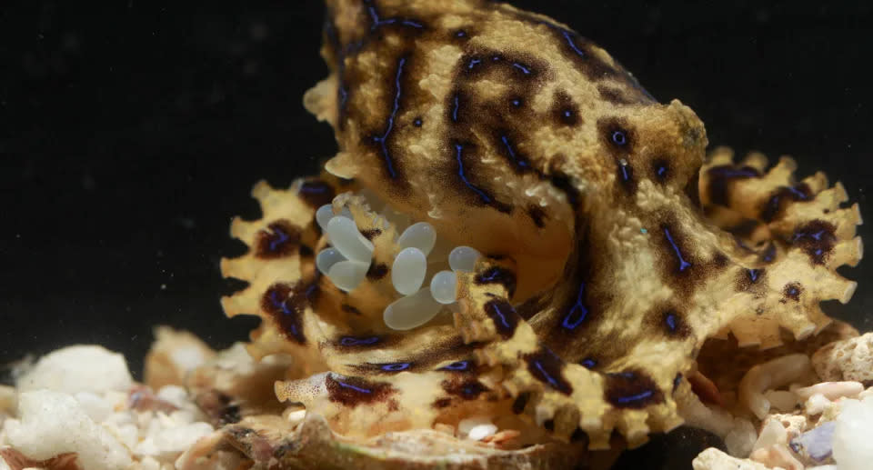 Im Gegensatz zu anderen Kraken tragen die Blaugeringelten Krakenweibchen ihre Eier während der Brutzeit, die bis zu sechs Wochen dauern kann. (Bild: University of Queensland)