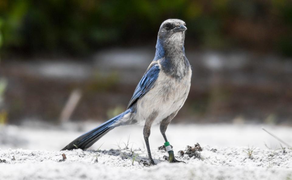 A Scrub Jay hunts for food in the Malabar Scrub Sanctuary Thursday afternoon, June 1, 2023.  Brevard County and the town of Malabar have settled a dispute over the clearing of several thousand trees in the sanctuary, enabling the work to begin. Craig Bailey/FLORIDA TODAY via USA TODAY NETWORK