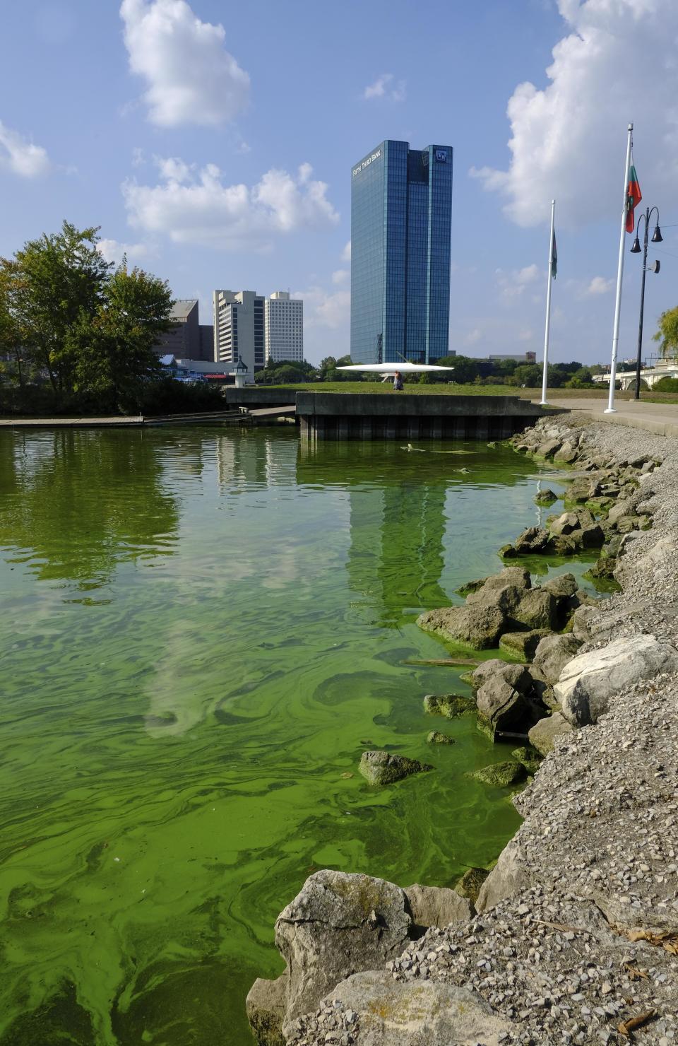 In this file photo, an algae bloom from Lake Erie appears in the boat basin at International Park in Toledo, Ohio, on Wednesday, Sept. 20, 2017.