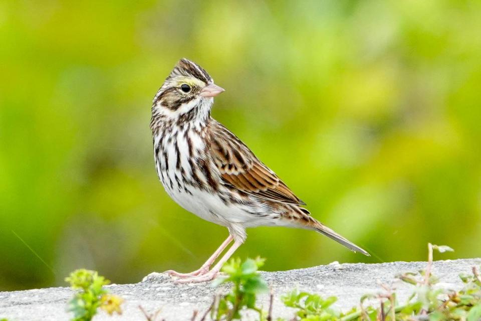 A Savannah sparrow, a common winter visitor to Florida, was spotted in the Bradenton area during the National Audubon Society’s 124th Christmas Bird Count in December 2023.