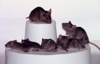 An international team said July 22 it had cloned not one mouse, but dozens, from adult mice. Ryuzo Yanagimachi of the the University of Hawaii, said they had cloned several generations of mice and hoped their method would prove to be a breakthrough for both animal breeding and basic scientific research. Three generations of cloned mice are shown here. The second level combines both the second and third generations, demonstrating the magnitude of the process.