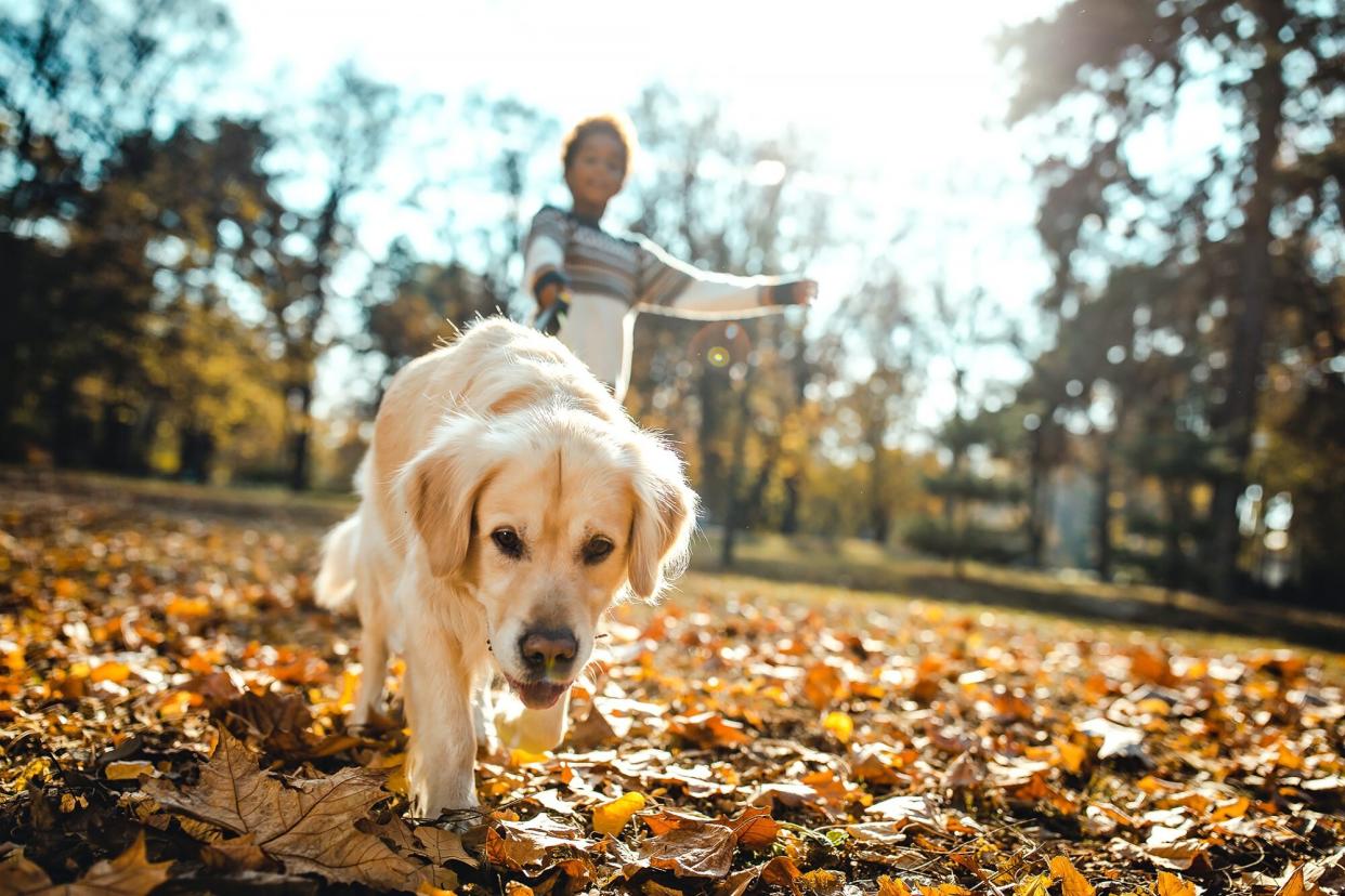 boy walking his dog in the fall with autumn leaves filling the ground; fall safety for dogs