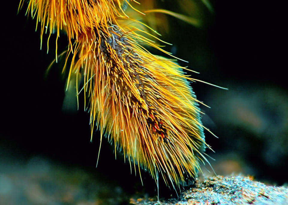 Spider photographer has a fetish for feet … all eight of them