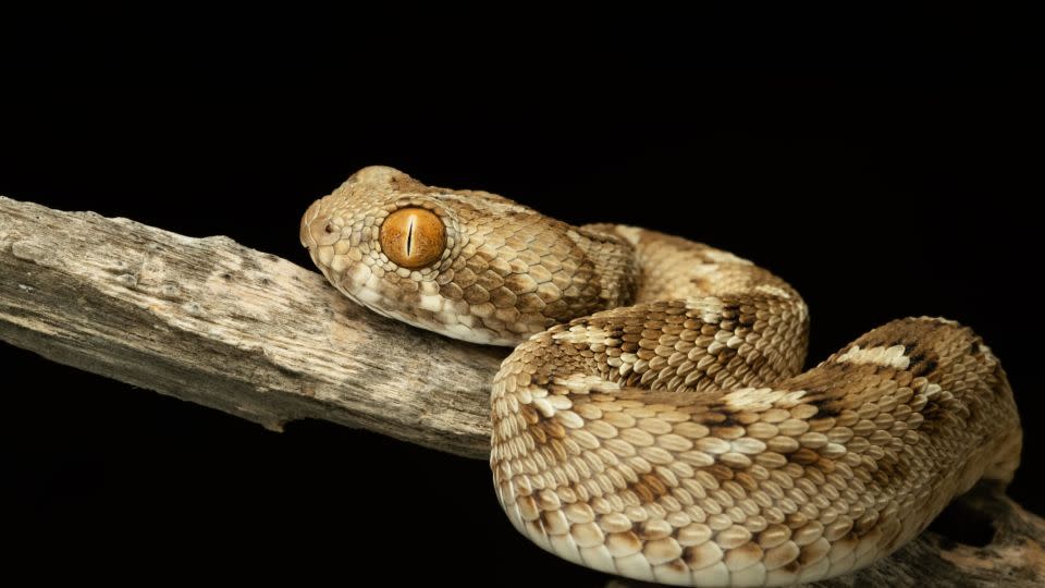 Some snakes found in the UAE, including this saw-scaled viper, are aggressive and highly venomous. - Anish Karingattil