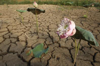 Lotus flowers wilt in the dry cracked earth of an empty pond during the dry season outside of Phnom Penh, Cambodia, Thursday, April 25, 2019. Cambodia's government recently issued a statement about a possible drought during the next two months. (AP Photo/Heng Sinith)