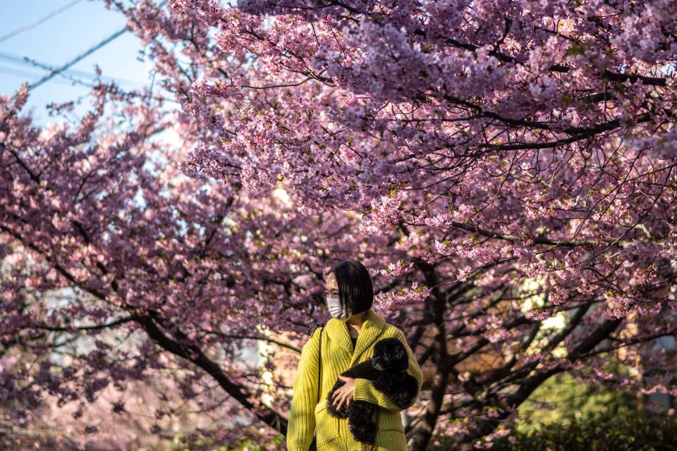 This picture taken on Feb. 27, 2023, shows a woman posing with her dog next to Kawazu cherry blossom trees, one of the earliest blooming cherry blossoms in Japan, in the Miura city of Kanagawa Prefecture.