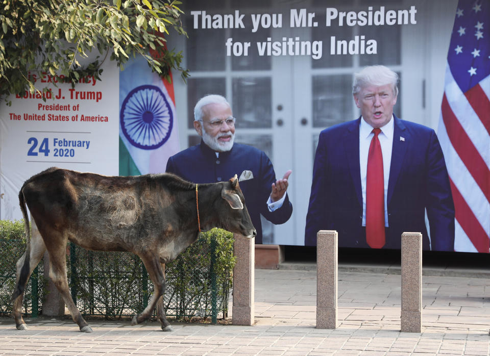 A cow walks past a banner welcoming U.S. President Donald Trump, in Agra, India, Monday, Feb. 24, 2020. Trump is expected to travel to the Taj Mahal, the 17th century monument to love later Monday. (AP Photo/Rajesh Kumar Singh)