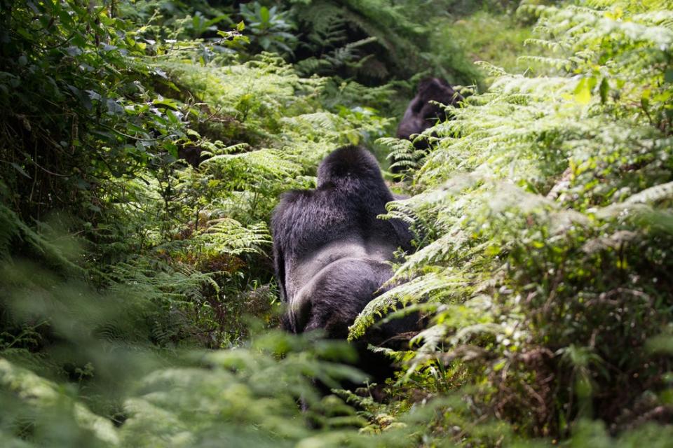 Mountain gorillas in Uganda’s Mount Mgahinga National Park (Getty Images/iStockphoto)