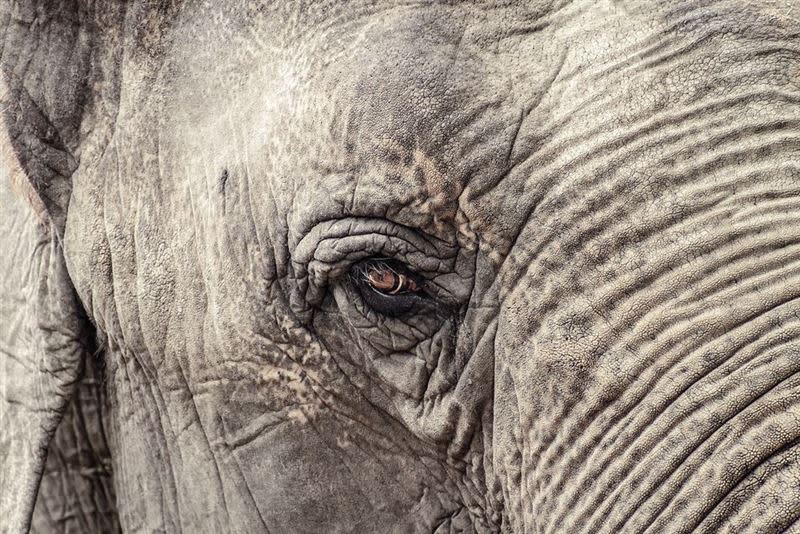 大象無助的眼神令人心痛！（示意圖／翻攝自pixabay）
