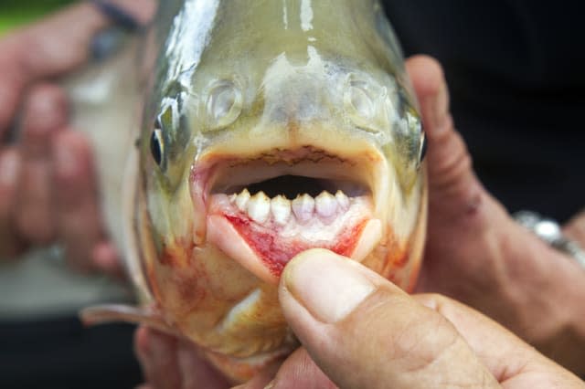 Testicle-biting fish discovered in US lake