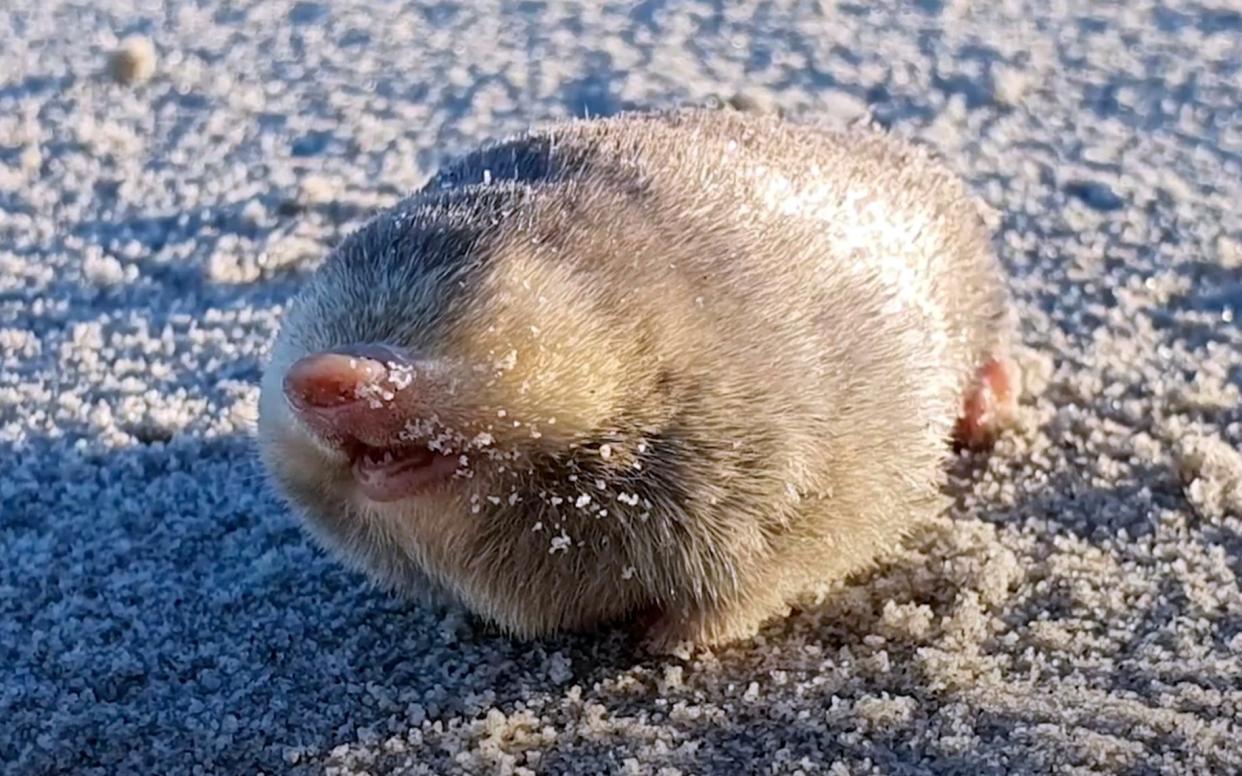 De Winton’s golden mole rediscovered after 87 years