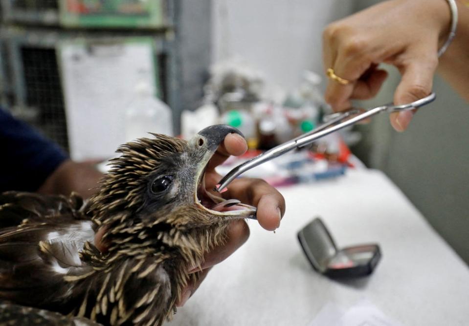 A vet provides medicine to an eagle in Ahmedabad (Reuters via Amit Dave)