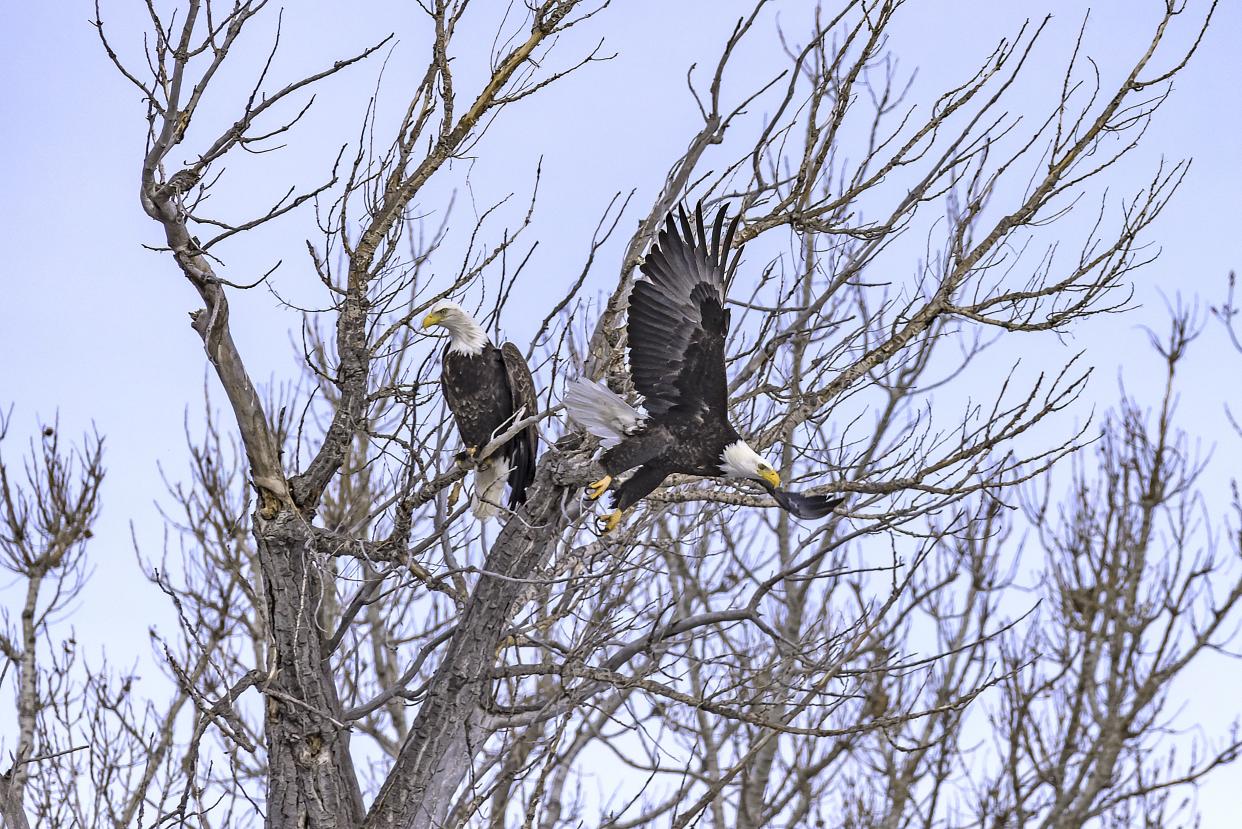 Bald Eagle winter migration through the mid west USA