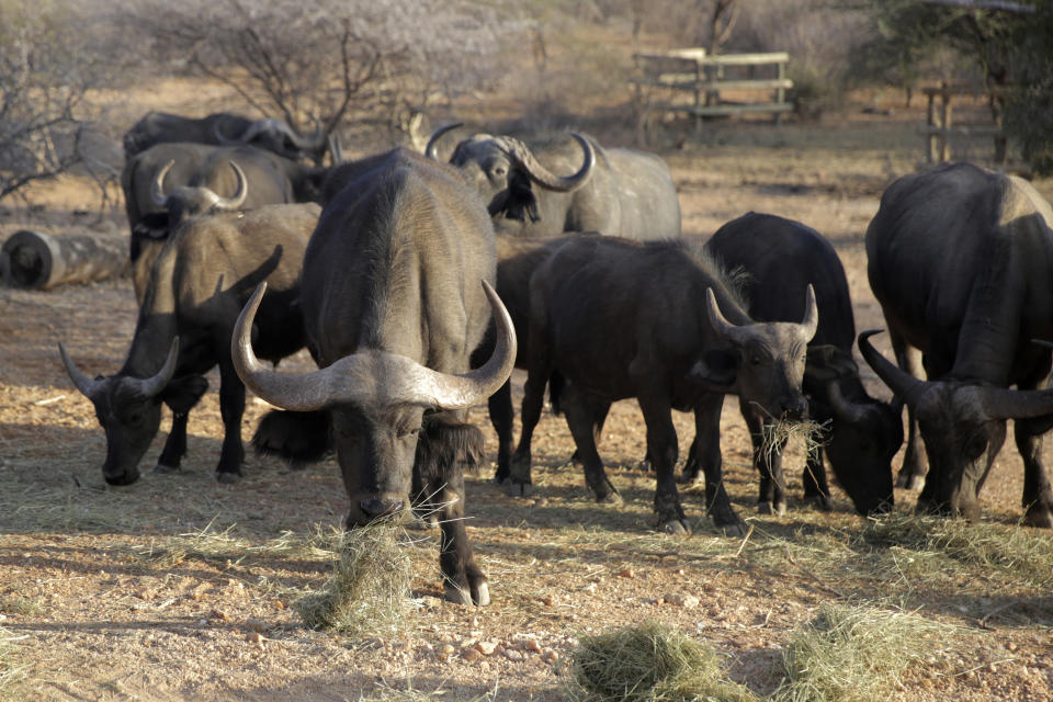 Buffalo feed on grass brought by a ranger in Samburu County, Samburu National Reserve, Kenya on Oct. 14, 2022. Hundreds of animals have died in Kenyan wildlife preserves during East Africa's worst drought in decades, according to a report released Friday, Nov. 4, 2022. (AP Photo/Brian Inganga)